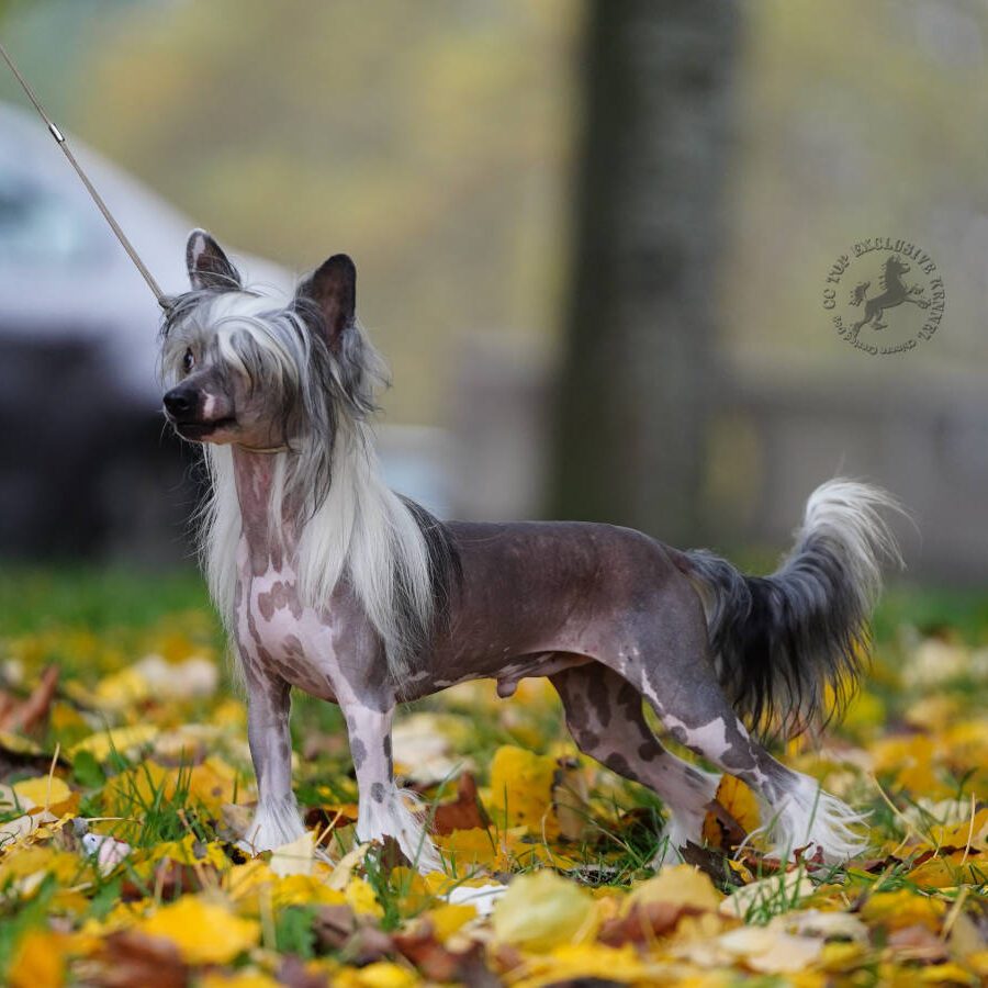 falco_chinese_crested