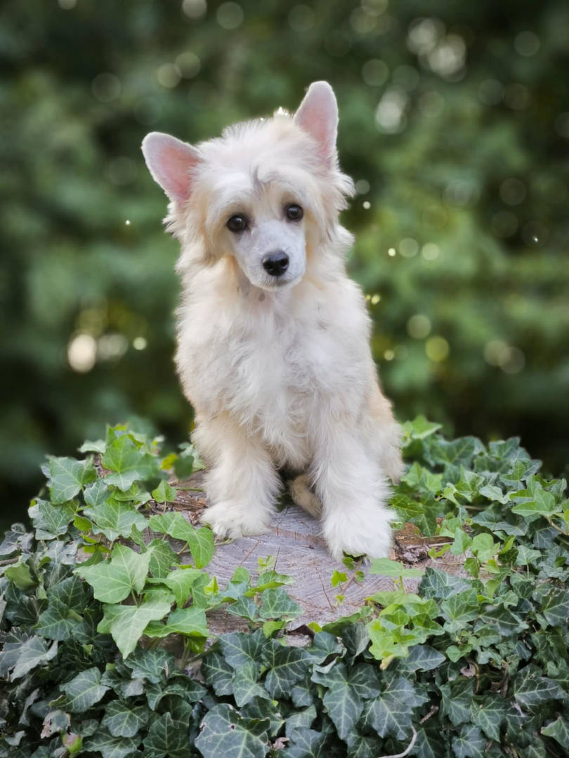 puppies_2024_5