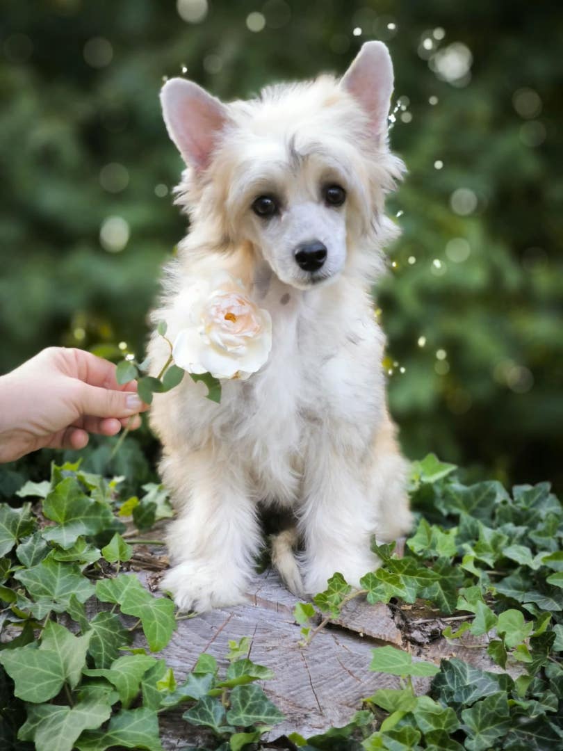puppies_2024_6