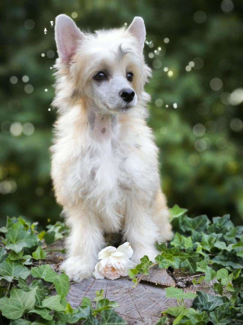 puppies_2024_7