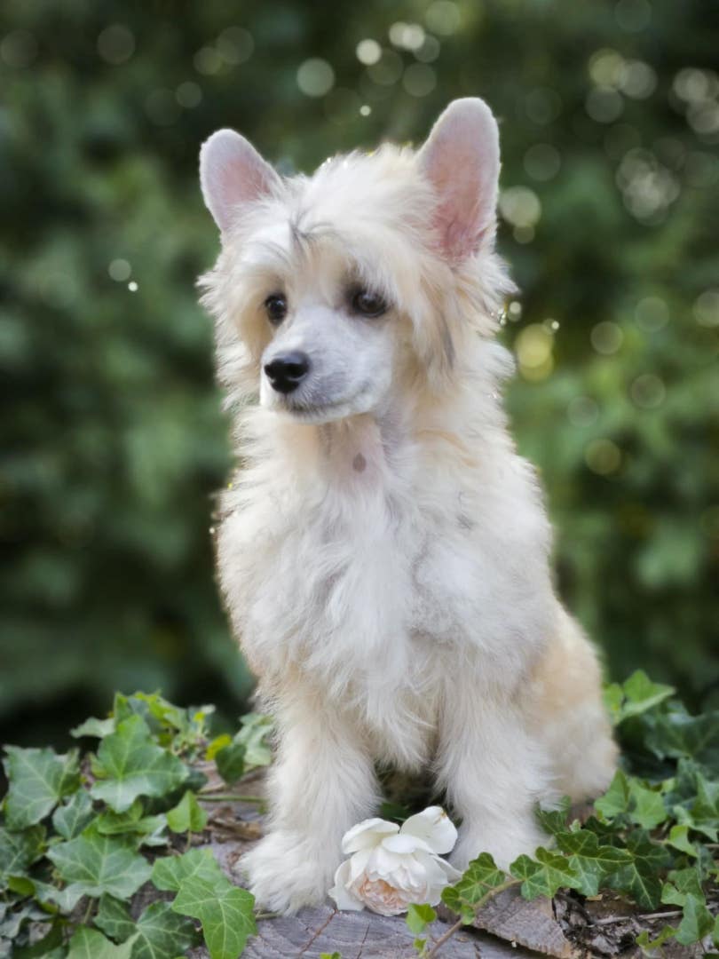 puppies_2024_8