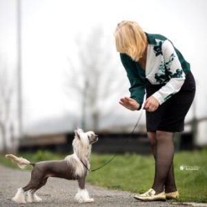 FANTASTIC NEWS FROM THE DOG SHOW – NDS Bjelovar 02.03.2024.